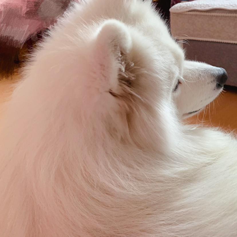 爱吃榴莲芒果草莓葡萄