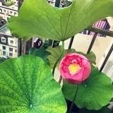 桔子妈妈的味道