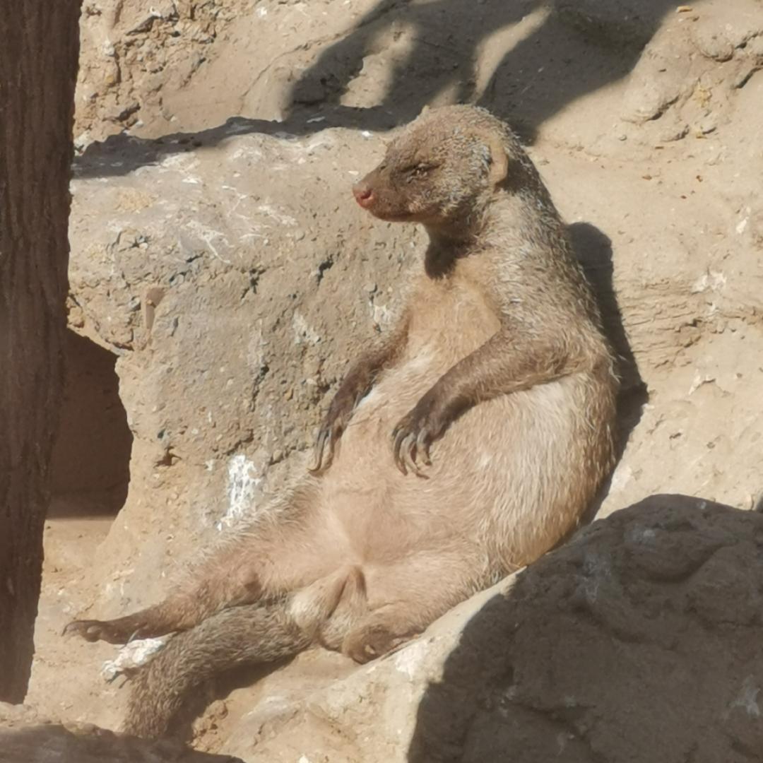 发卡子