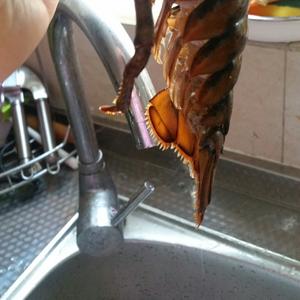 蒜蓉粉丝大龙虾的做法 步骤3