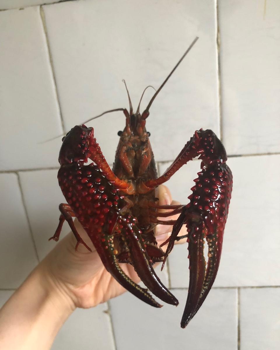 低碳生酮饮食记录