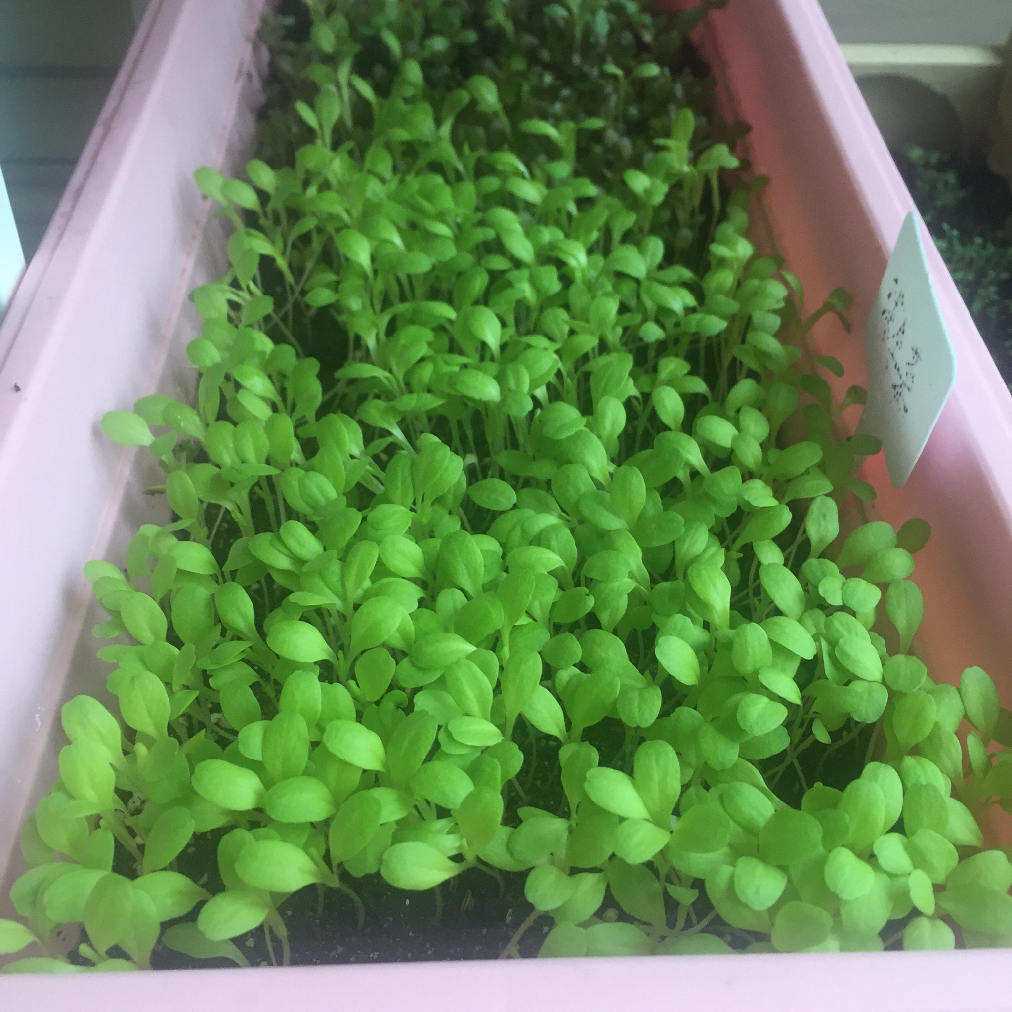 生菜（色拉用）生长记