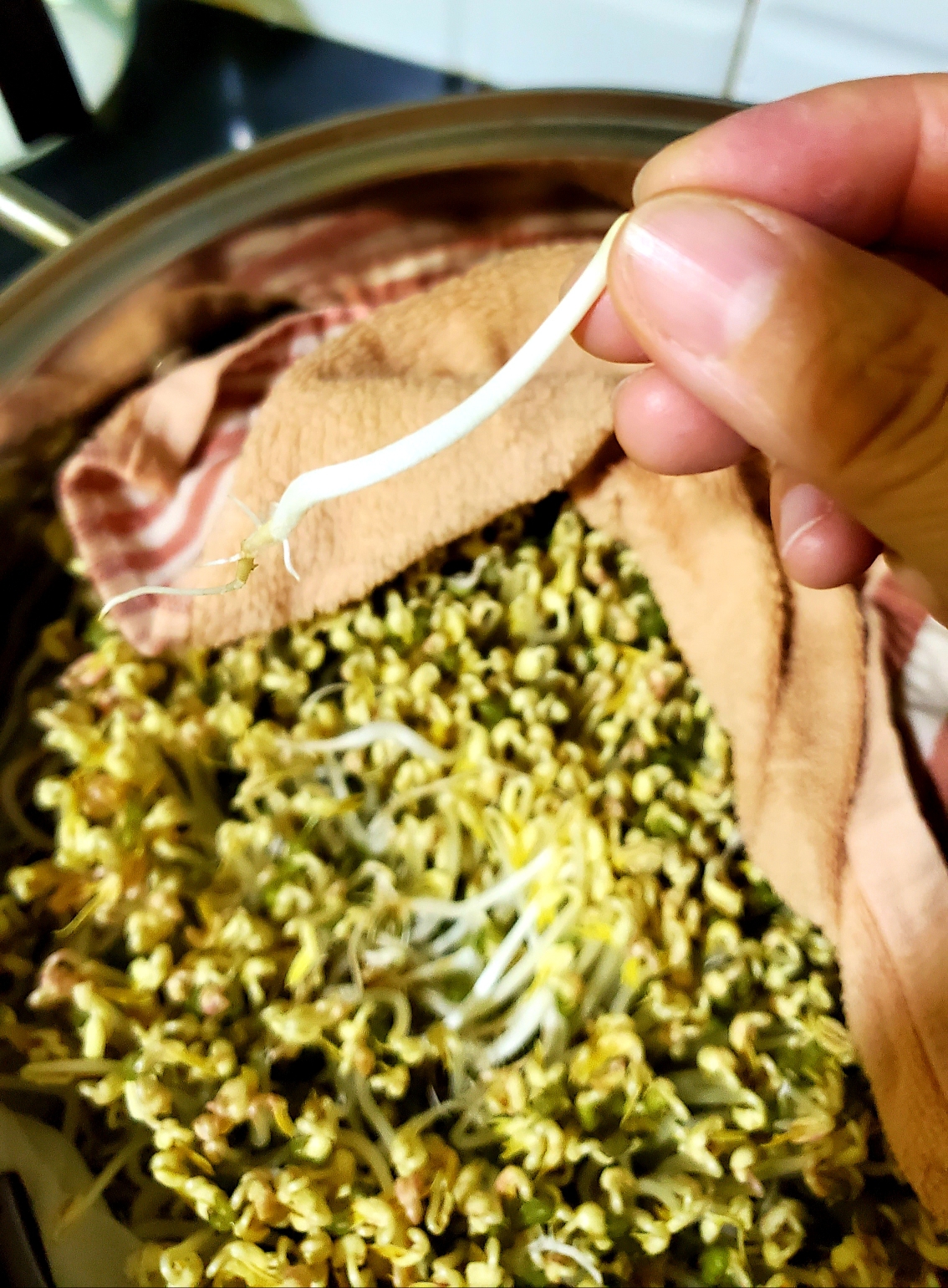 生绿豆芽是有窍门的哦的做法 步骤8