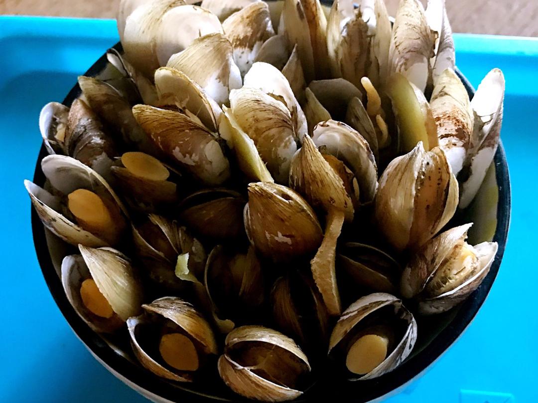 原汁原味的插蛏（蛏子）