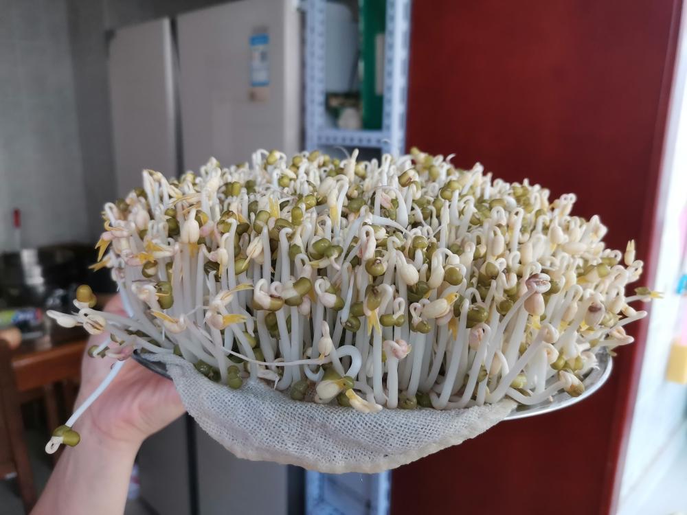 自制豆芽