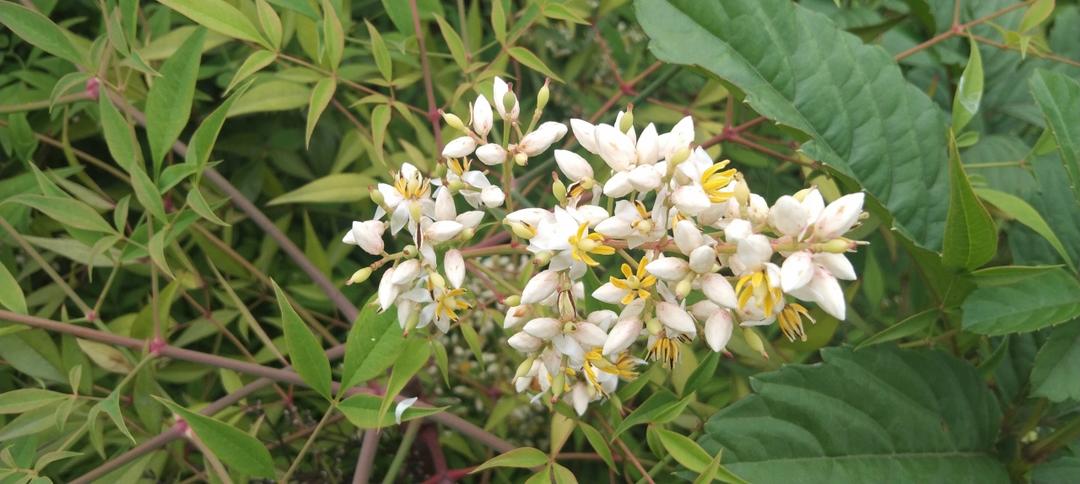 清蒸鸡汤🐔（无锡某饭店的招牌菜）