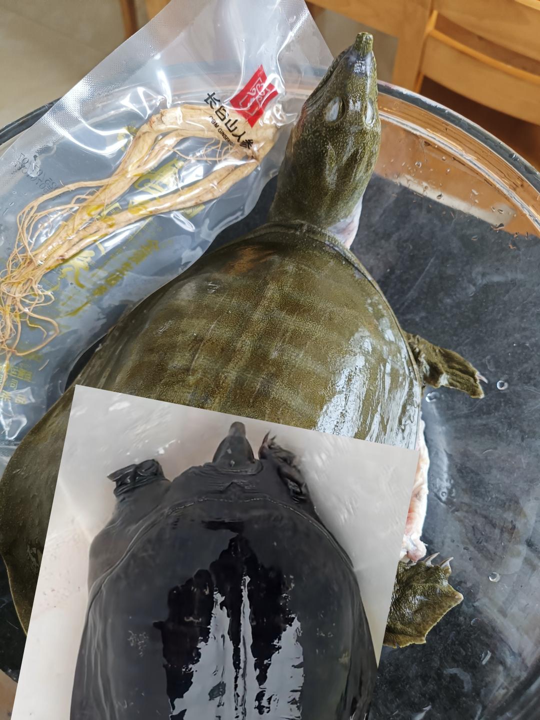 清炖野生甲鱼汤