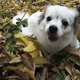 爱吃纸巾的小菇凉