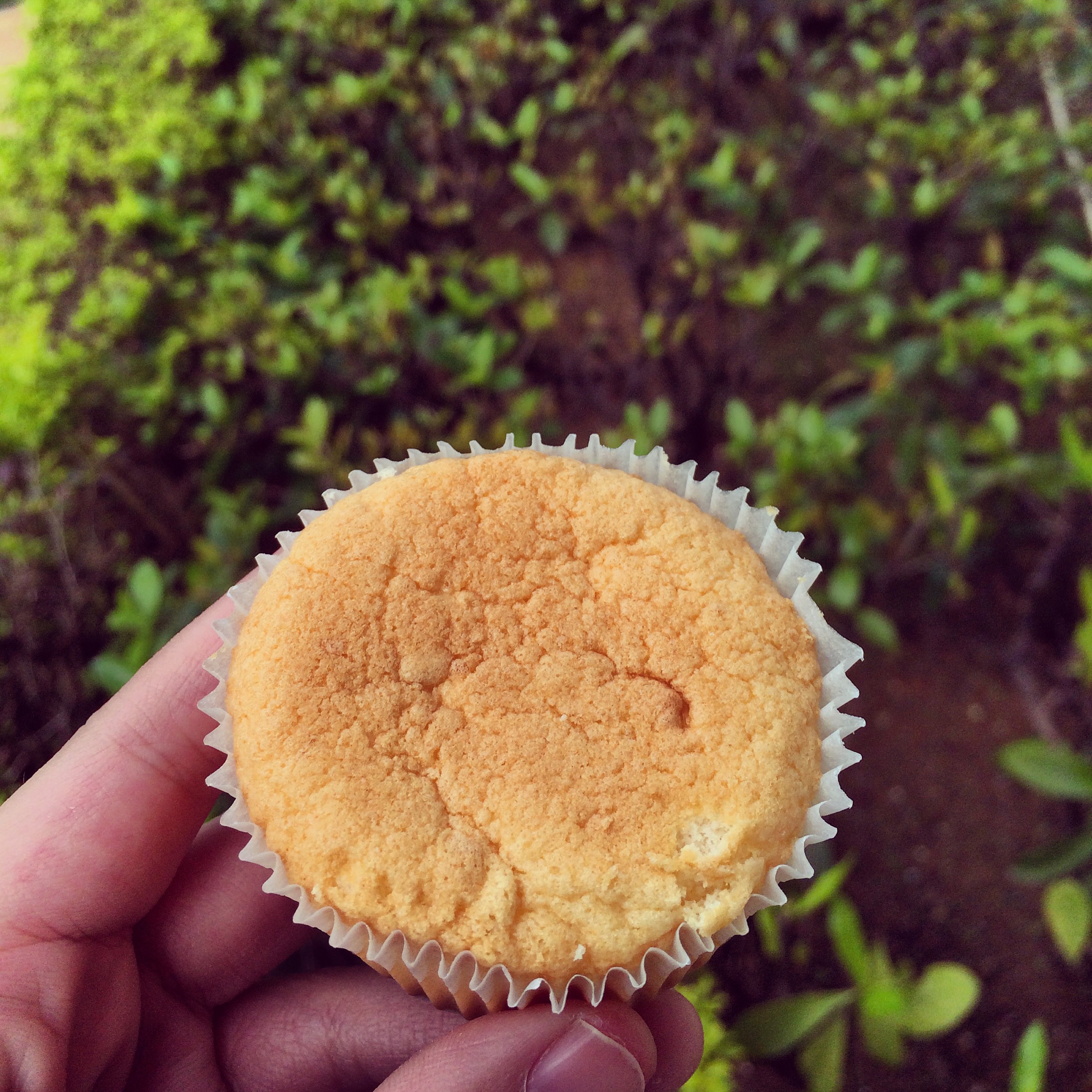 中岛老师的柠檬戚风
