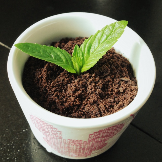 酸奶盆栽/继续延续小清新风/治愈系甜品