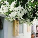 阳光的大树丫的厨房