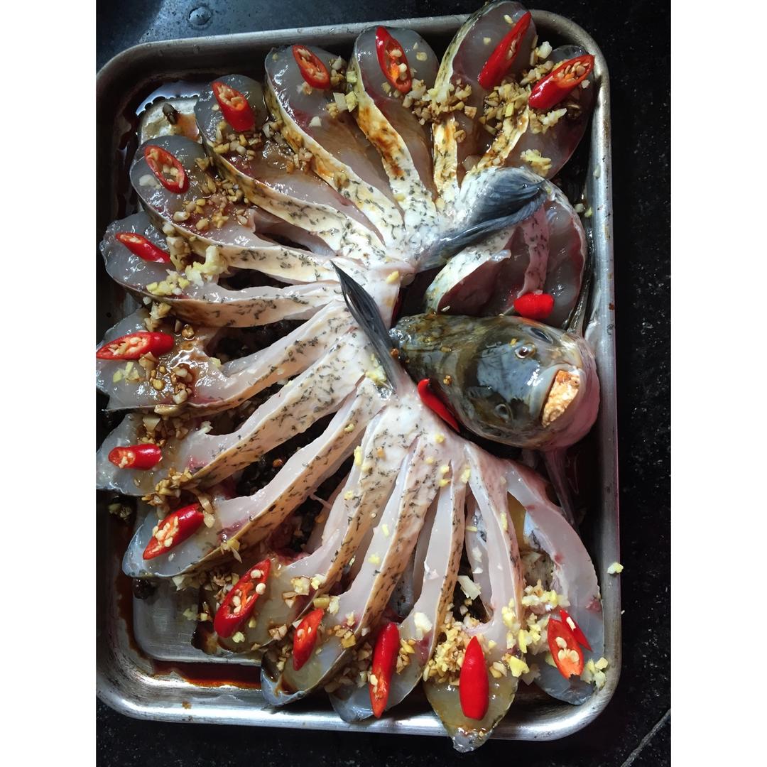 大富大贵开屏鱼