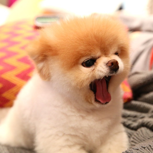 老霍不会金刚腿