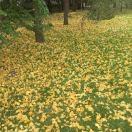 Ginkgo-2