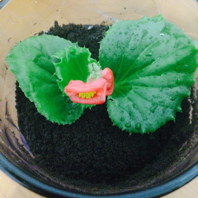 盆栽酸奶