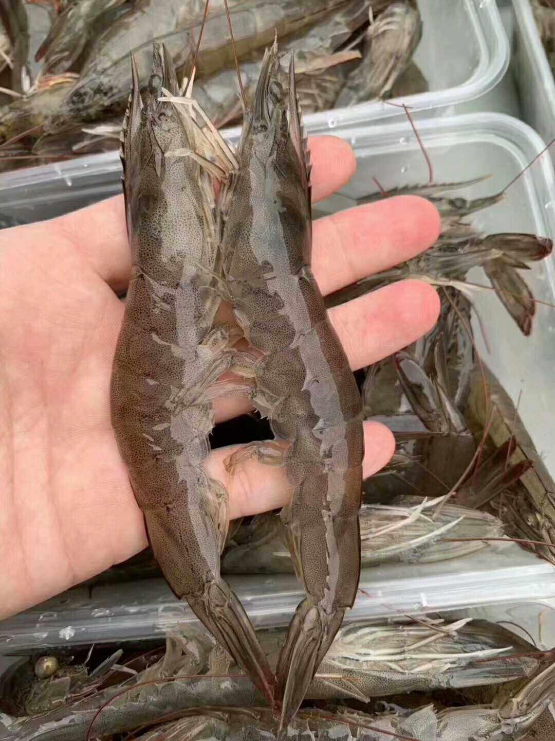 香煎虾饼