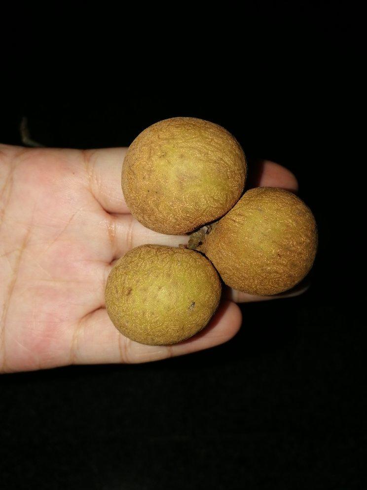 龙眼的保鲜计划