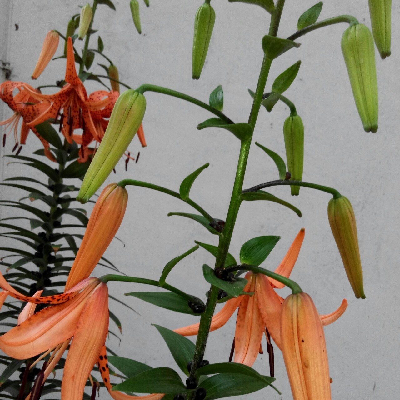 花花草草的世界