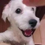 Vivi宝