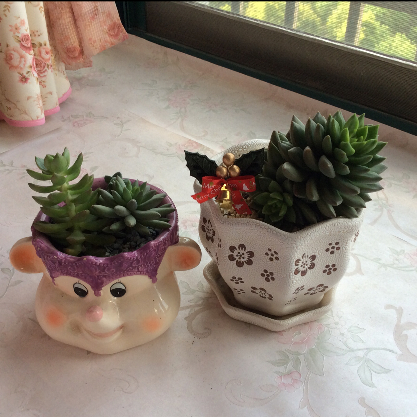 我的花花草草