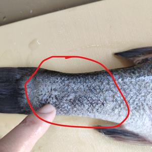 处理鲈鱼（或其他鱼类）的方法的做法 步骤9