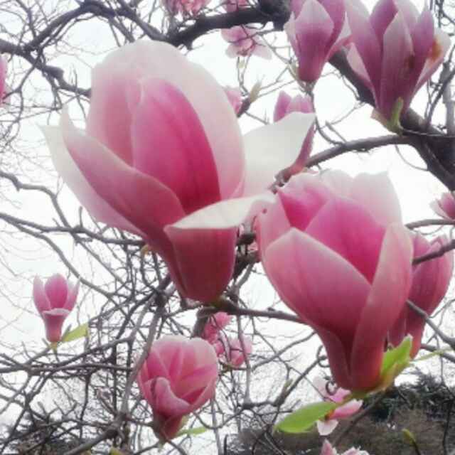 苦咖啡2012
