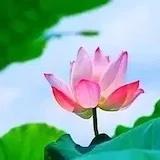 红太阳_t2su