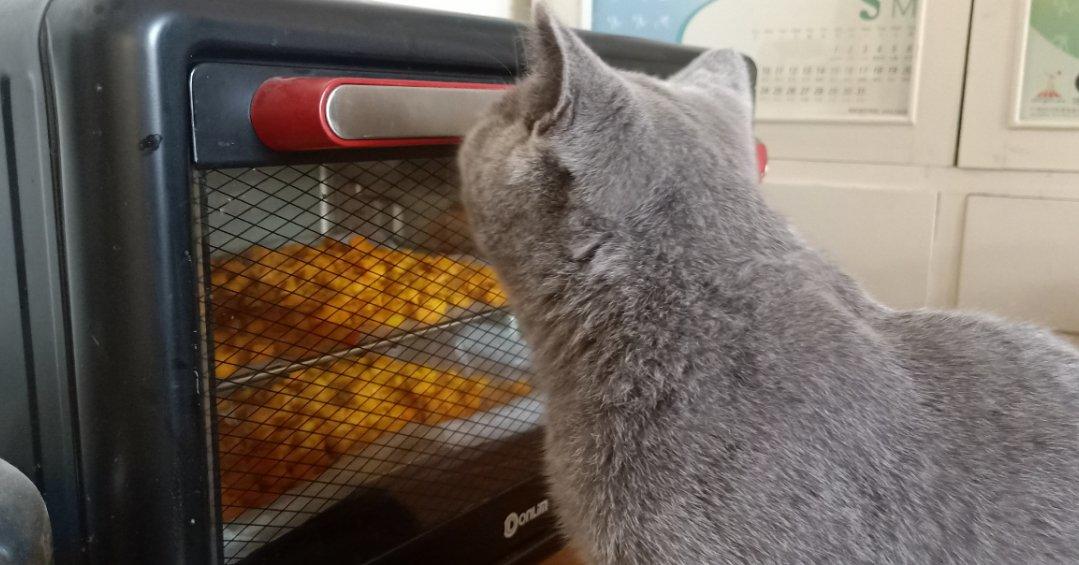 自制猫粮