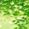 cherry_rom0