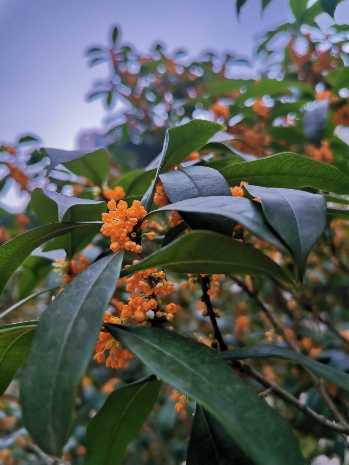 自制桂花蜜酱