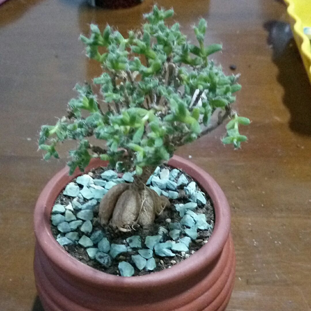 林格妈