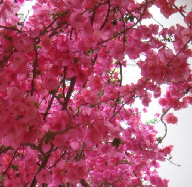 阳光花园-1