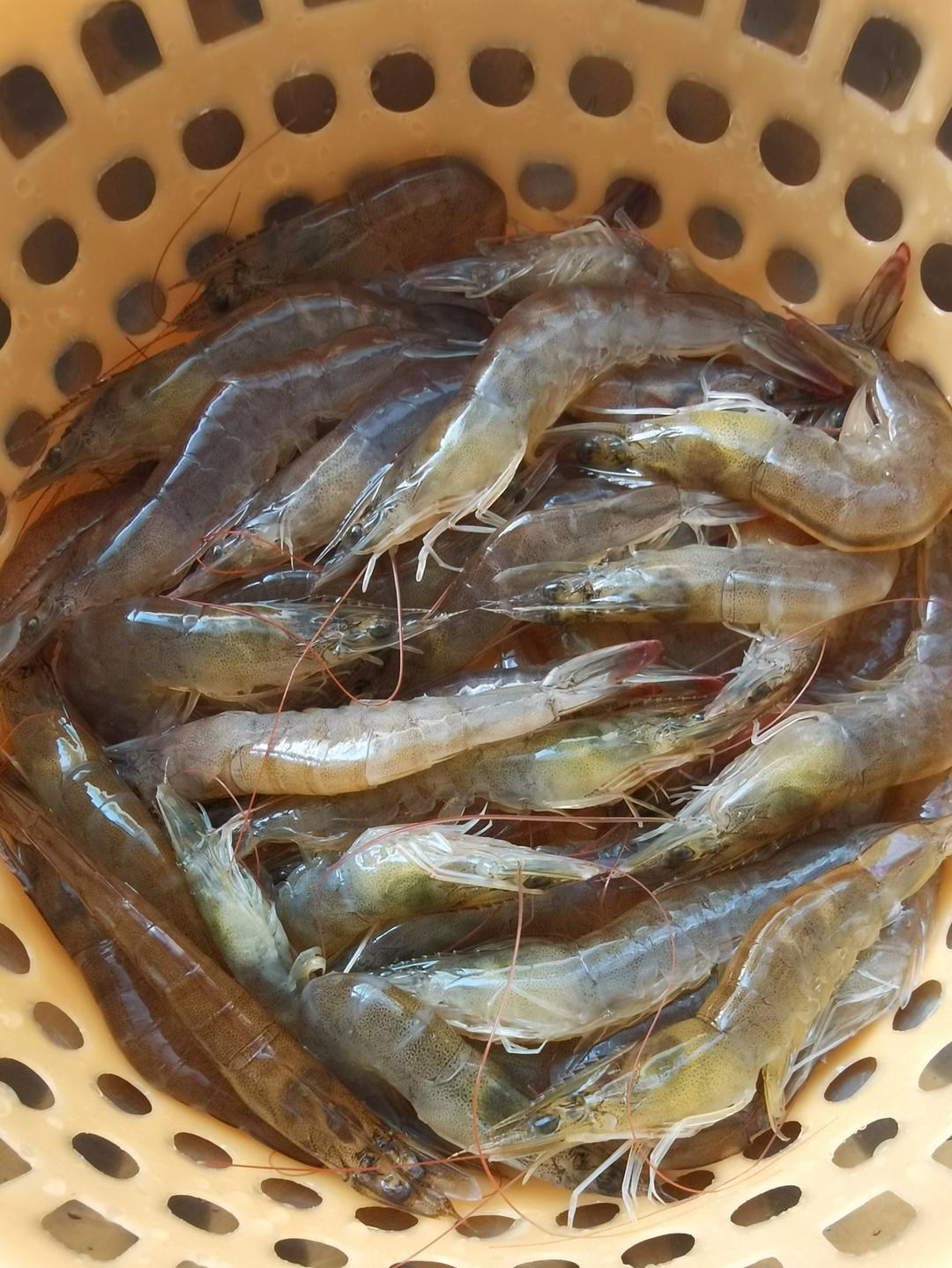 广式无水啫啫鸡【9月北鼎珐琅铸铁锅食谱】