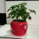 手机用户0068_m3ro