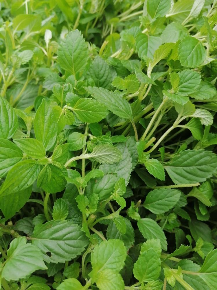 自制凉粉（凉粉草）