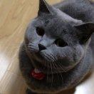 今晚打王者