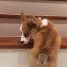 张艺淼