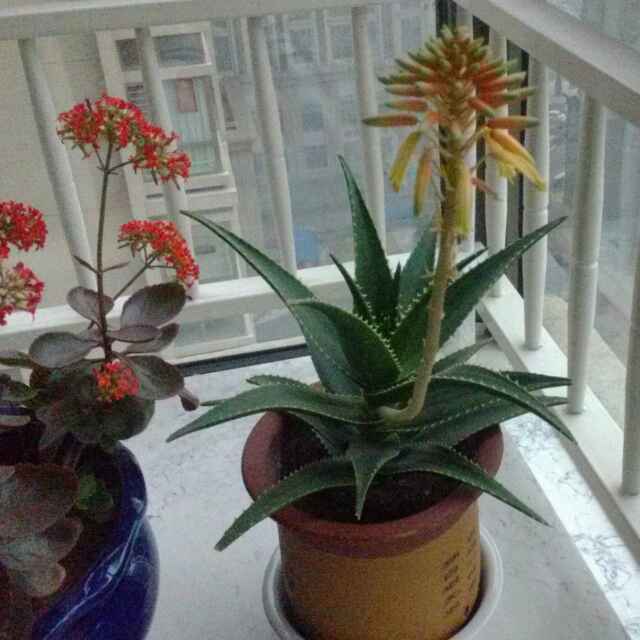 梓彤花开