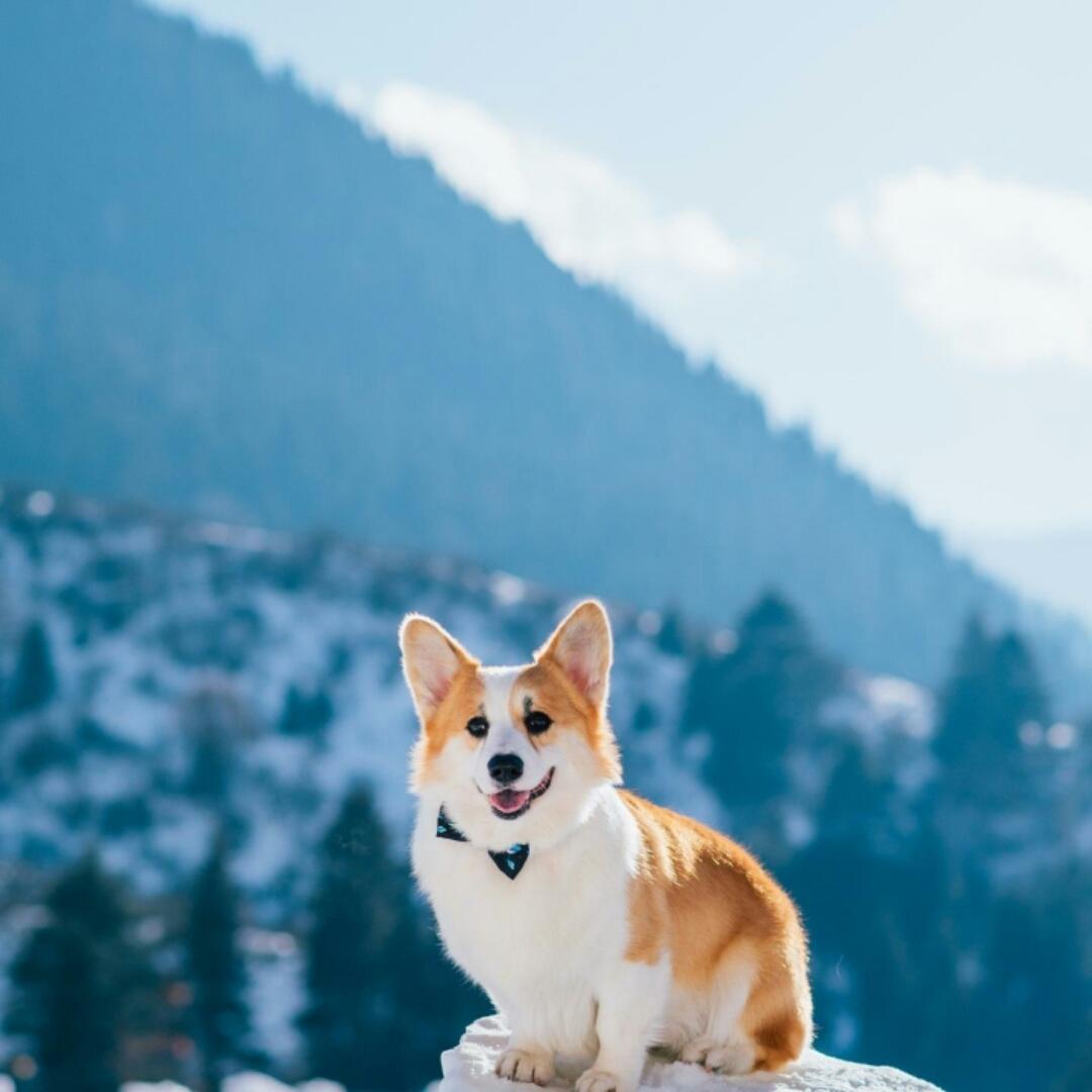 我是大猪猪的Fiona