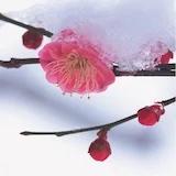 手机用户0950_d82o