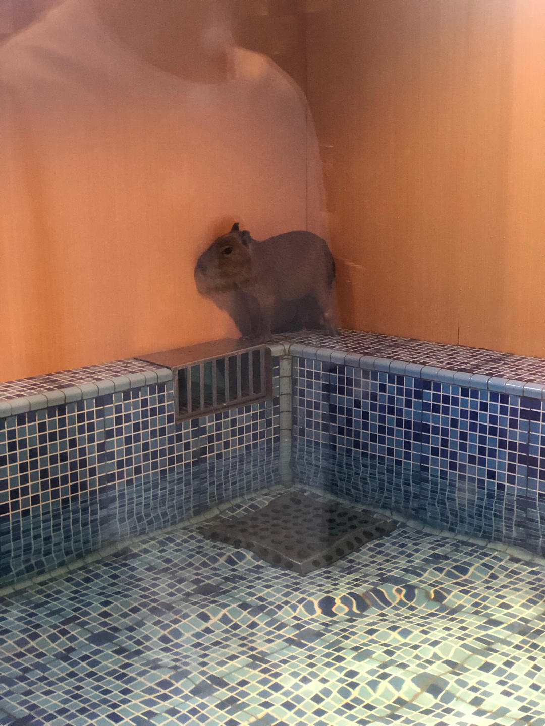 🌺椒盐葱香花卷🌺（操作简单，好吃又好看）