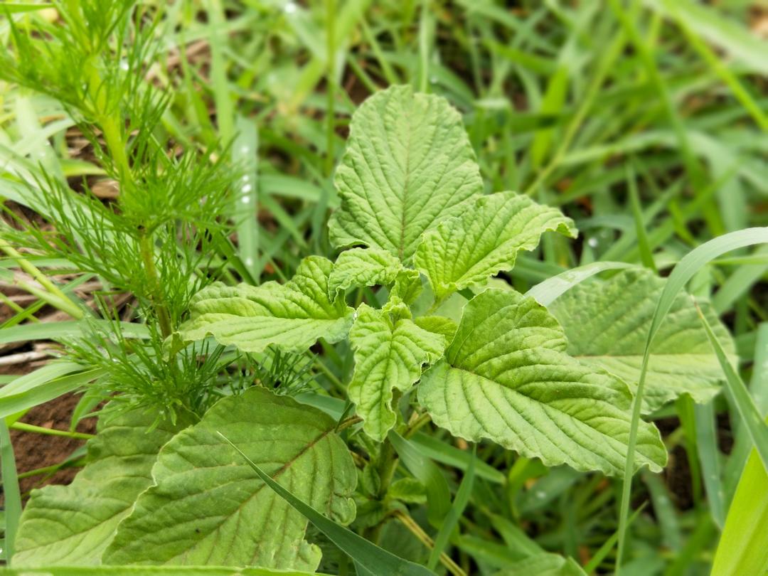 凉拌人荇菜（野苋菜）的做法