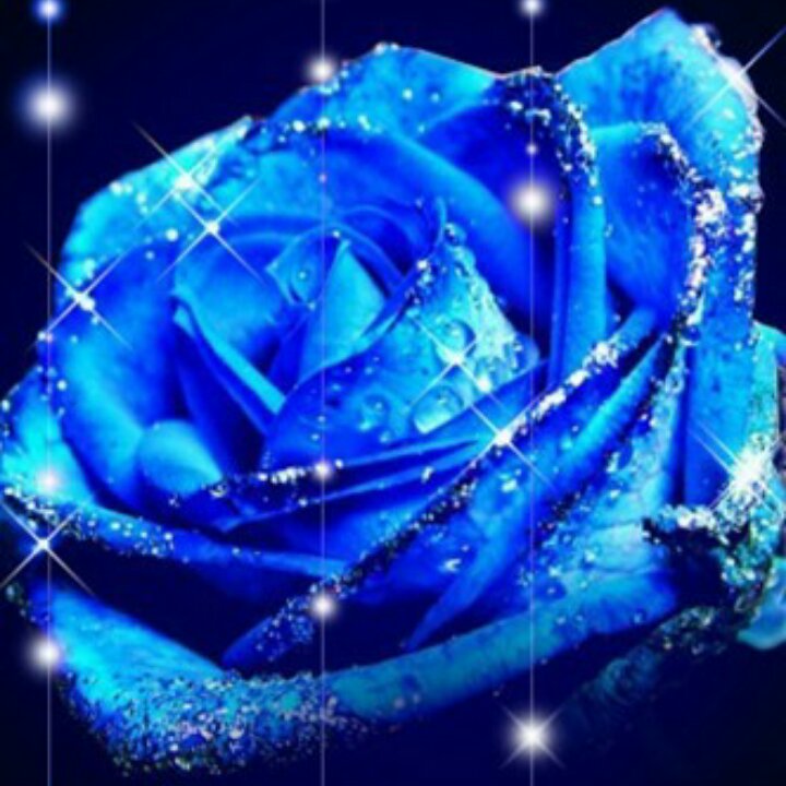 蓝玫瑰39