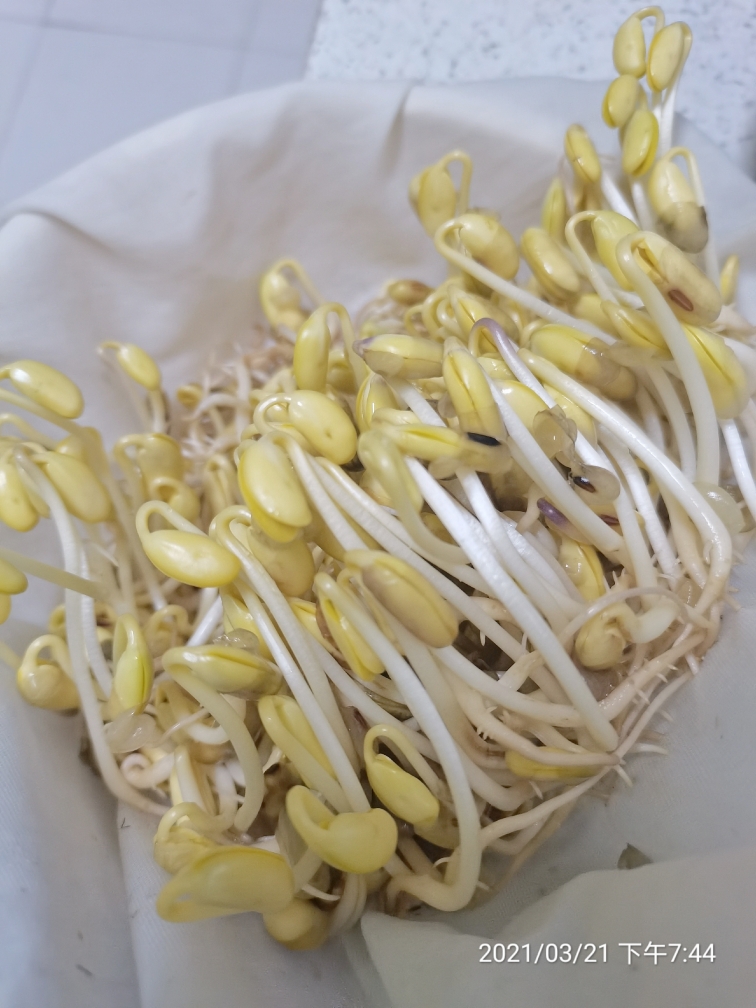 自制黄豆芽，也是家里的生物课哦😊的做法