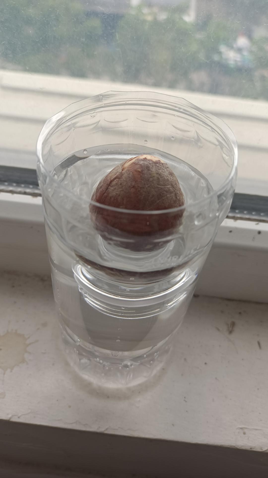 牛油果核种一棵牛油果【牛油果盆栽】