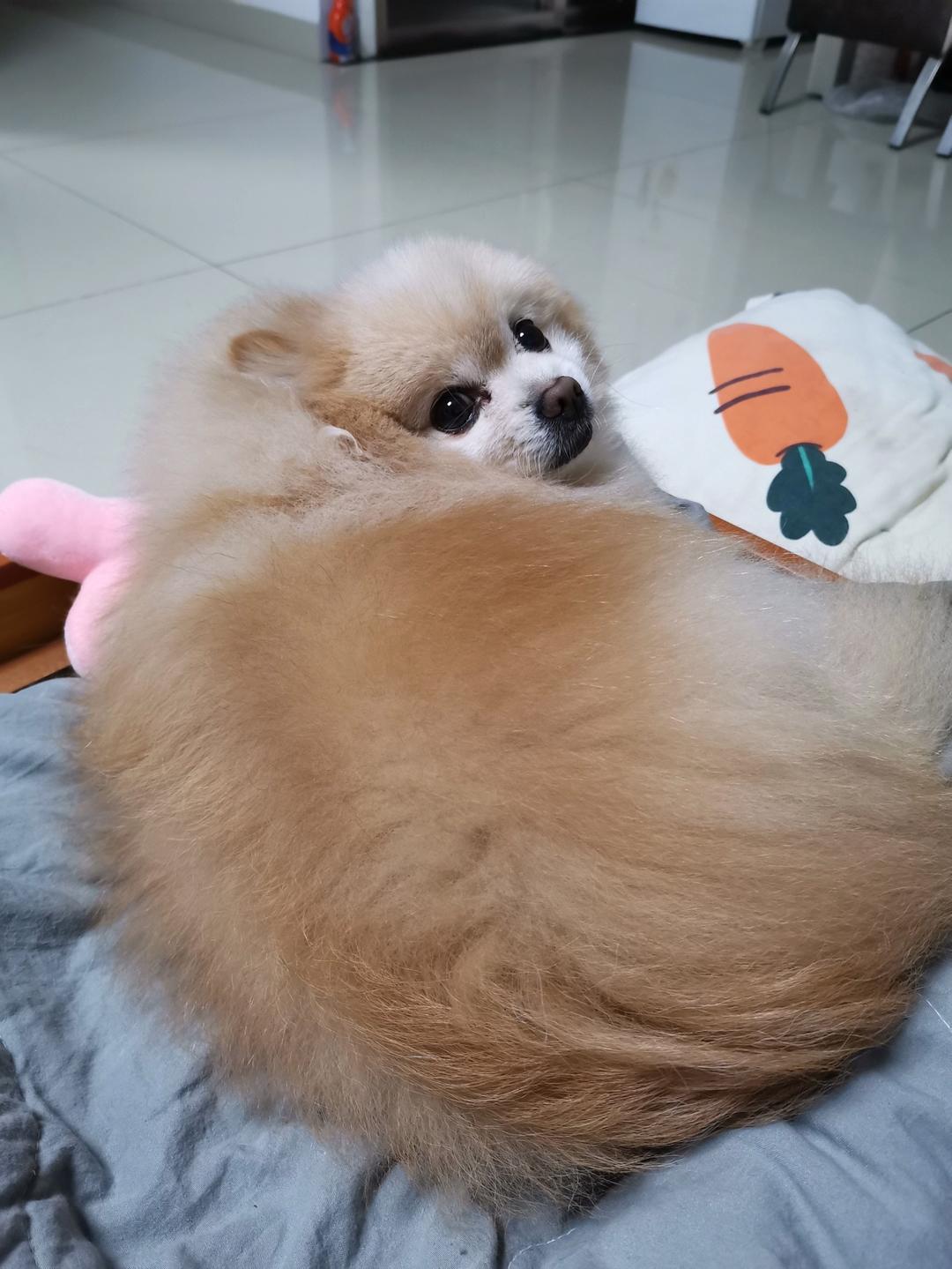 「狗零食／宠物零嘴」烤箱版风干鸡肉干