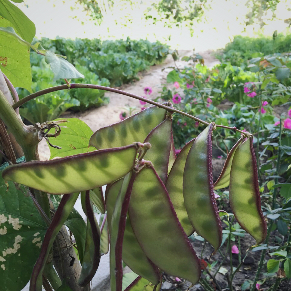 厨房、餐桌、阳台上的鲜花
