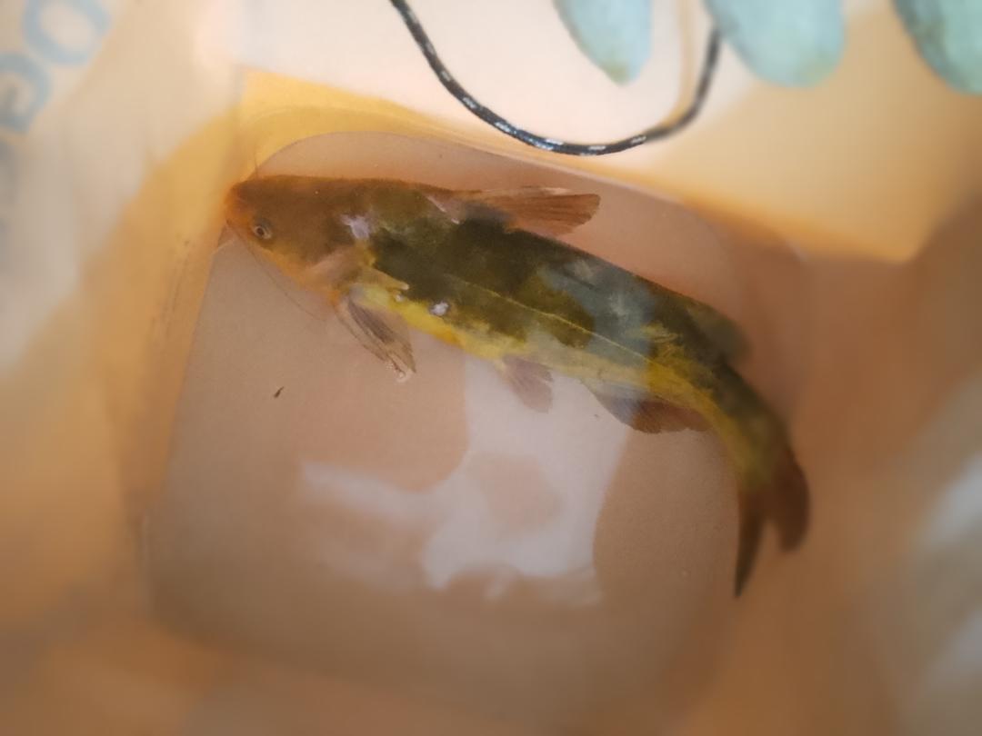 搞得定刁嘴岳父大人的酸辣黄辣丁（昂刺鱼）—-贵州酸辣口