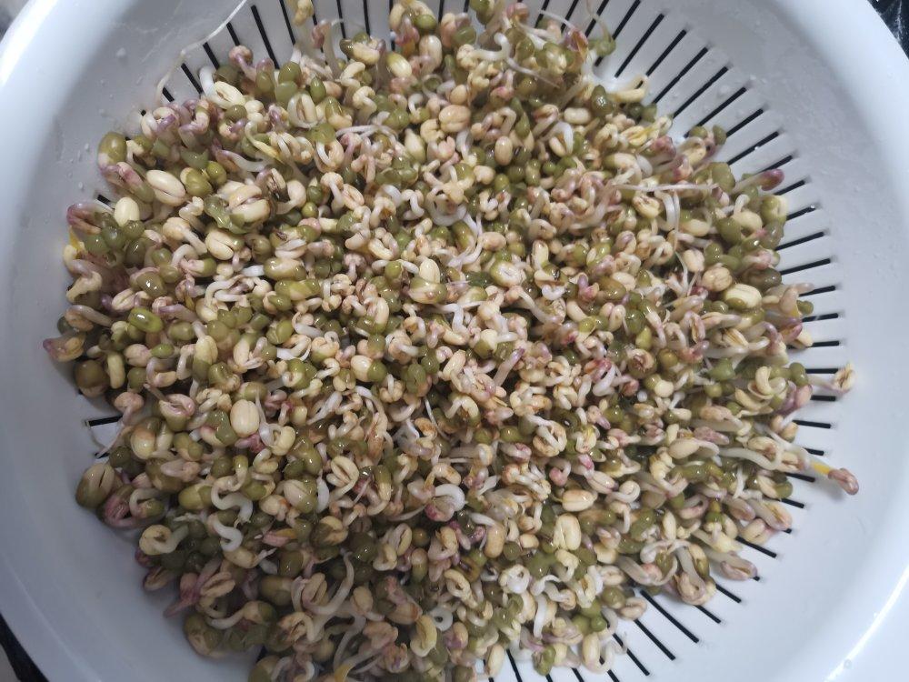沥水篮发豆芽
