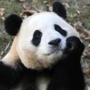 好吃的大熊猫